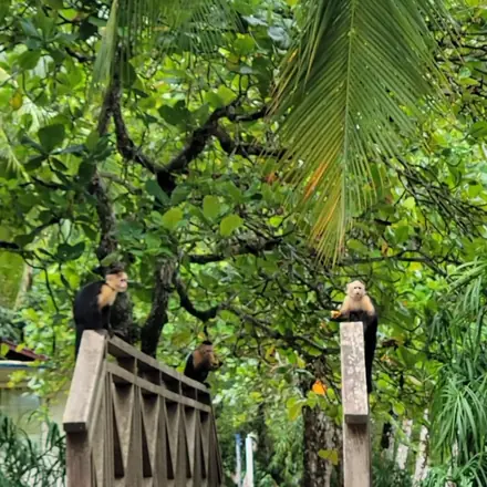 White-faced capuchin monkeys on a jungle footbridge