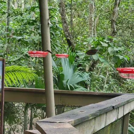 Hummingbird feeders on a rainforest deck