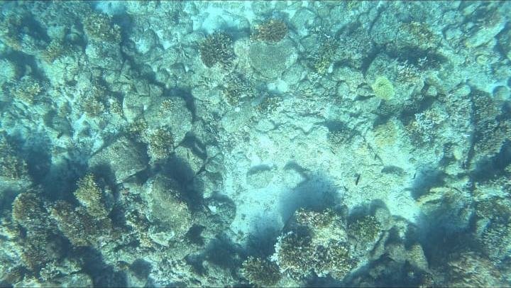 Coral heads and reef fish in clear water at Coiba
