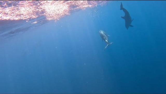 Two dolphins swimming in deep blue water near Coiba